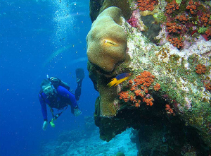 Scuba Diving Bonaire